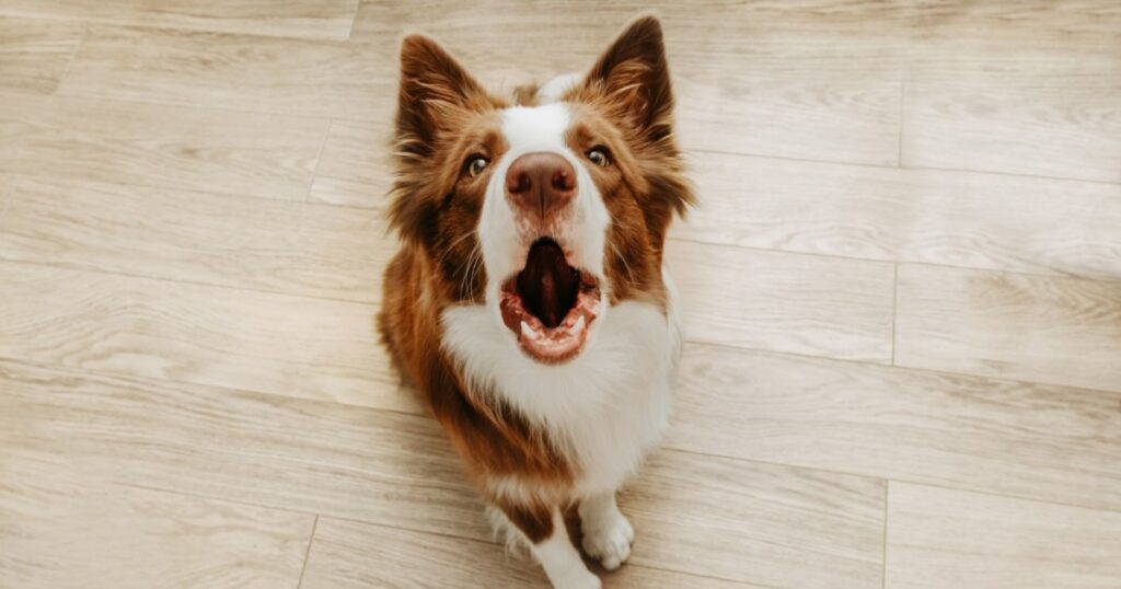 Hund bellt alleine zu Hause