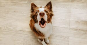 Hund bellt alleine zu Hause