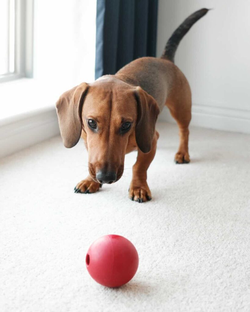 Hund spielt mit Ball in Wohnung