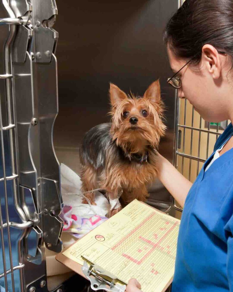 Hundebox Tierklinik