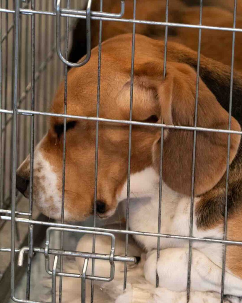 Hund liegt gestresst in Gitterbox