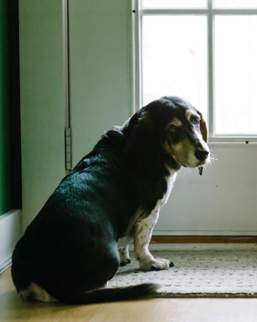 Hund sitzt vor der Tür